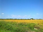 rice-plantation-Milan